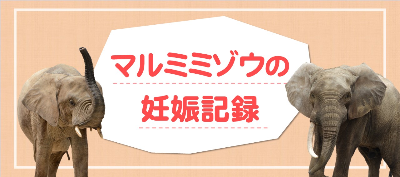 マルミミゾウ妊娠記録